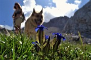 50 Genziana alata (Gentiana utricolosa)